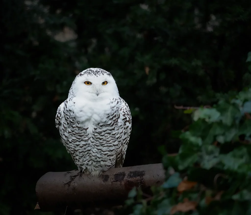 Focení zvířat v ZOO Ostrava